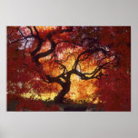 Connecticut: Darien, japanischer Ahorn 'Acer Posterdruck