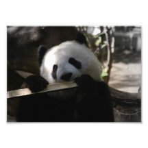 Consommation de panda photos