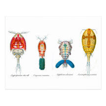 Copepods Postkarten