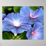 Copie bleue de toile de gloire de matin affiches