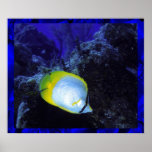 Copie d'affiche de Butterflyfish d'aileron de tach
