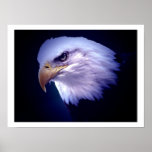 Copie d'affiche d'Eagle Eagle chauve d'Américain