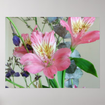 Copie d'Alstromeria Affiches