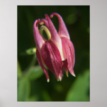 Copie de Columbine Posters