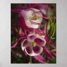 Copie de Columbine Poster