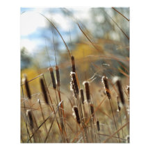 Copie de Framable de Cattails Art Photographique