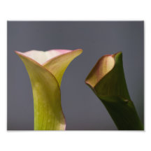 Copie de zantedeschia photos sur toile