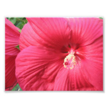Copie florale de photographie
