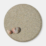 Coquilles de mer aimant pour réfrigérateur