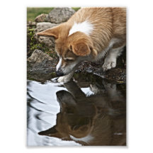 Corgi002L Photographe