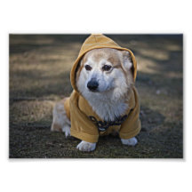 Corgi dans le capot art photographique