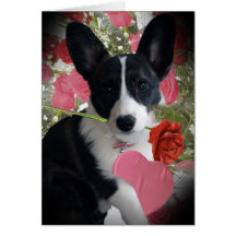 Corgi gibt Herzen und Rosen Karten