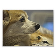 Corgis003 Photo D'art
