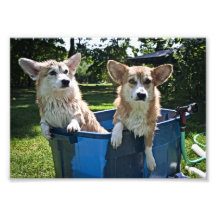 Corgis004 Photo Sur Toile