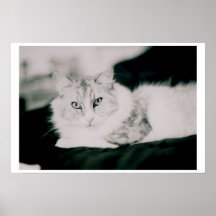 Cosmo le chat affiche