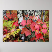 Couleur de traînée d'automne posters