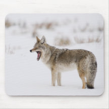Coyote de baîllement de Yellowstone Tapis De Souris