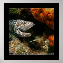 Cozumel - Brown-gepunkteter Aal #002 Posterdrucke