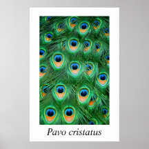 Cristatus de Peacock#2-Pavo Poster