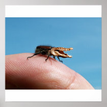 Crocobug Plakat