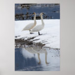 Cygnes vigilants affiches