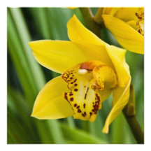 Cymbidium-Orchideen-Karte/Einladung