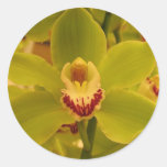 Cymbidium vert d'orchidée autocollants ronds