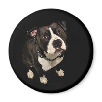 Dackelblick Magnete
