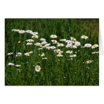Daisies karten