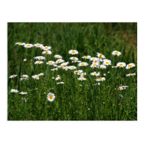 Daisies postkarten