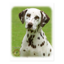 Dalmate 9J022D-02 Carte Postale