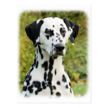 Dalmate 9T004D-363 Carte Postale