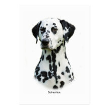 Dalmate 9T004D-367 Cartes De Visite Professionnelles