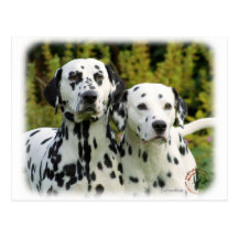 Dalmate 9T004D-448 Carte Postale