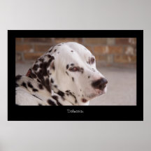 Dalmatinischer Plakat-Druck