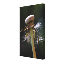 Dandelion Toiles Tendues