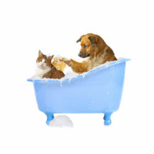 De Cat- Wash Photo Sculptures