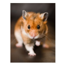 De mauvais poil le hamster carte postale