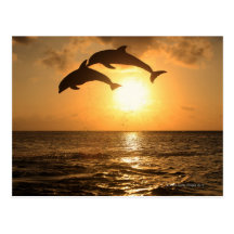 Delfin 3 postkarte