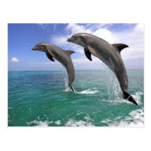 Delfin, Dauphin, groberes Tuemmler, Tursiops 4 Postkarte