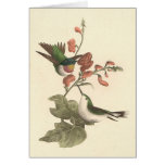 Der Rot-throated Kolibri (Trochilus colubris)