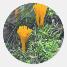 Deux champignons sauvages lumineux de jaune orange autocollants