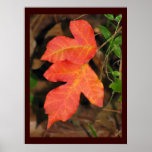 Deux feuilles d'automne rouges affiches