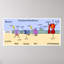 Diagramm der Thylakoid Membran der Chloroplaste Plakatdrucke