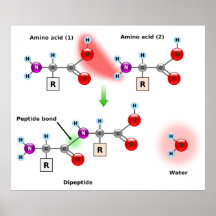 Diagramm einer Aminosäure-Peptid-Bondbildung Posterdrucke