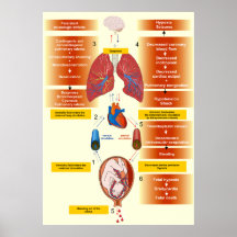 Diagramm eines Nachwasser-Embolismus Posterdrucke