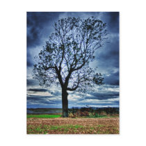 Die Baum HDR-Postkarte