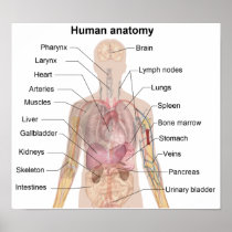Die menschliche Anatomie