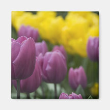 Die Niederlande alias Holland), Lisse. Keukenhof 1 Magnets