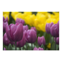 Die Niederlande alias Holland), Lisse. Keukenhof 6 Photographie
